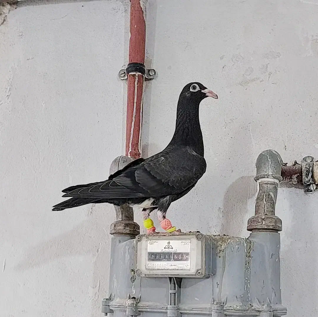کبوتر کفتر جوجه المانی|پرنده|مشهد, عیدگاه|دیوار