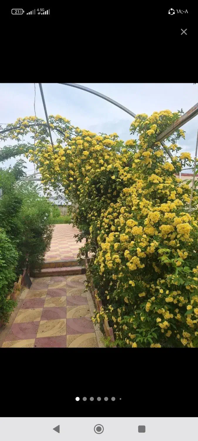 باغ ومداداری|فروش خانه و ویلا|ساروق, |دیوار