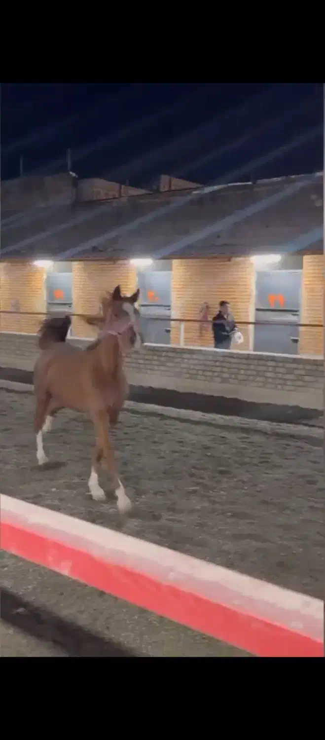 مادیان عرب|اسب و تجهیزات اسب‌سواری|زنجان, |دیوار