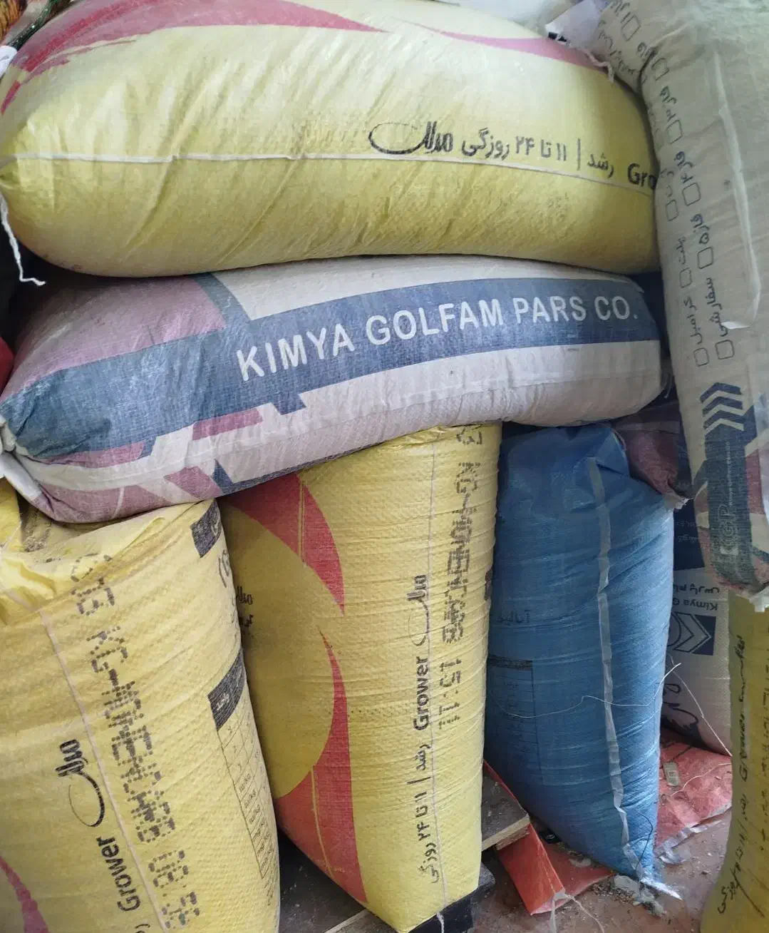 کفتر گندم خوب|پرنده|ماهدشت, |دیوار