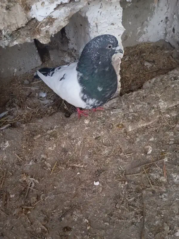 کبوتر|پرنده|مرند, |دیوار