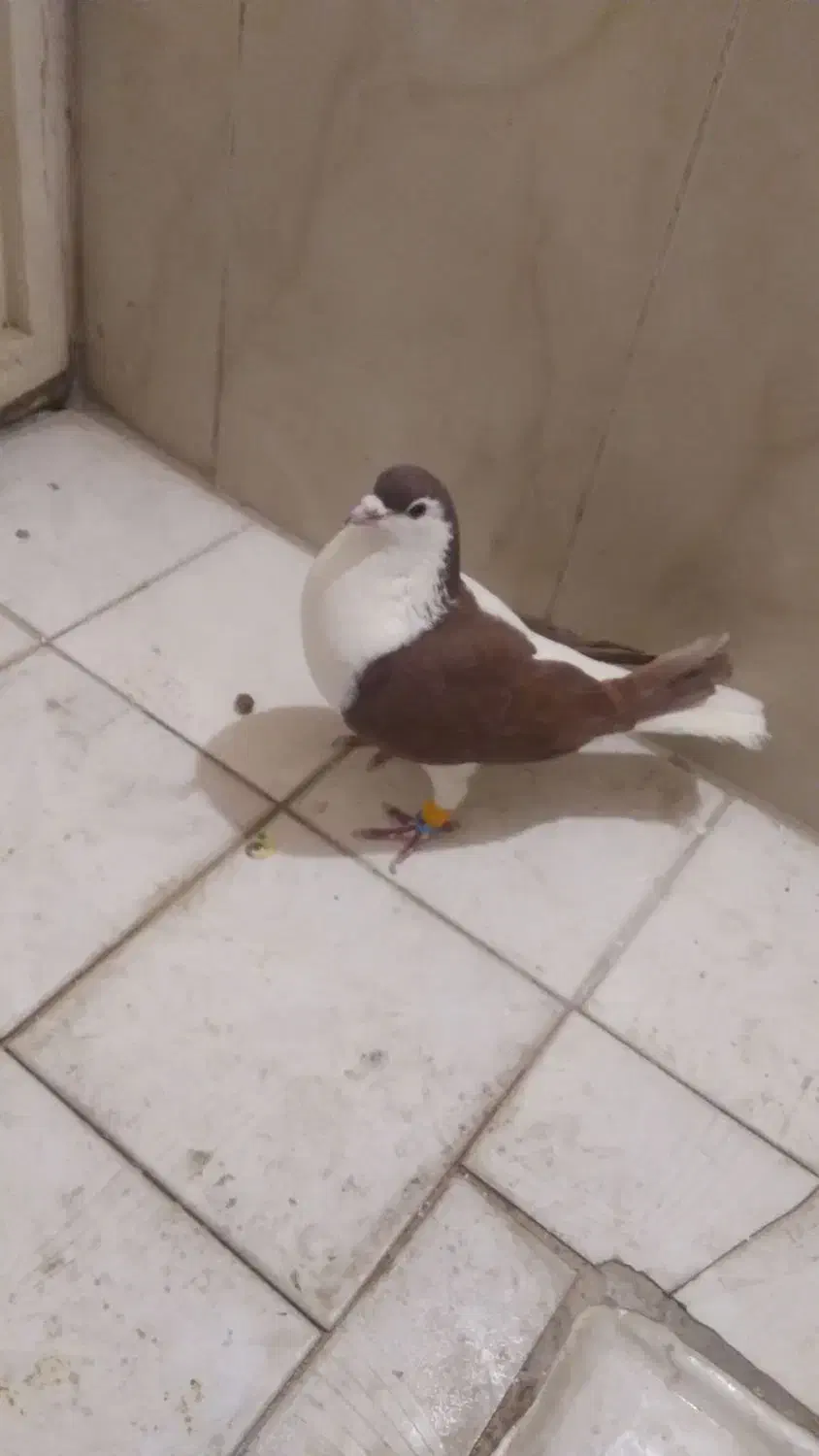 کفتر|پرنده|چناران, |دیوار