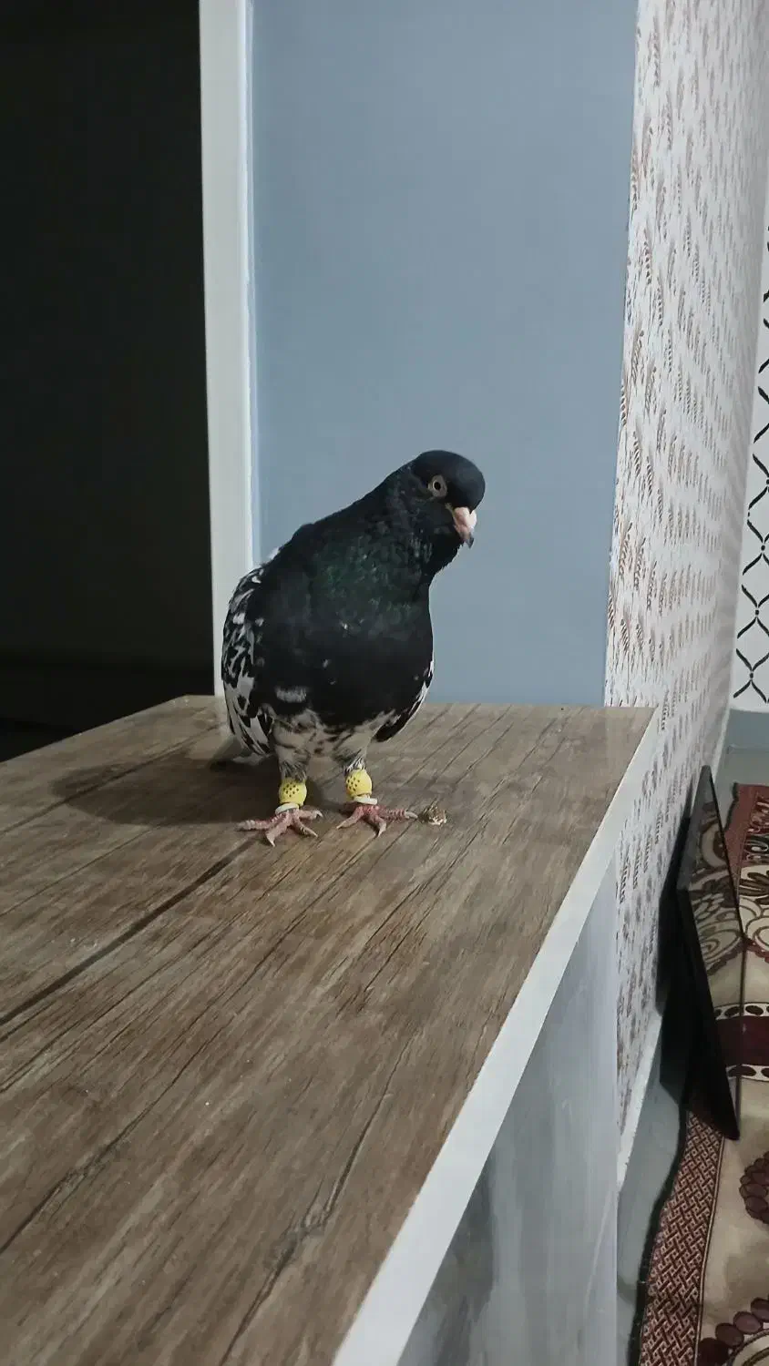 کبوتر کله سیاه|پرنده|سوسنگرد, |دیوار