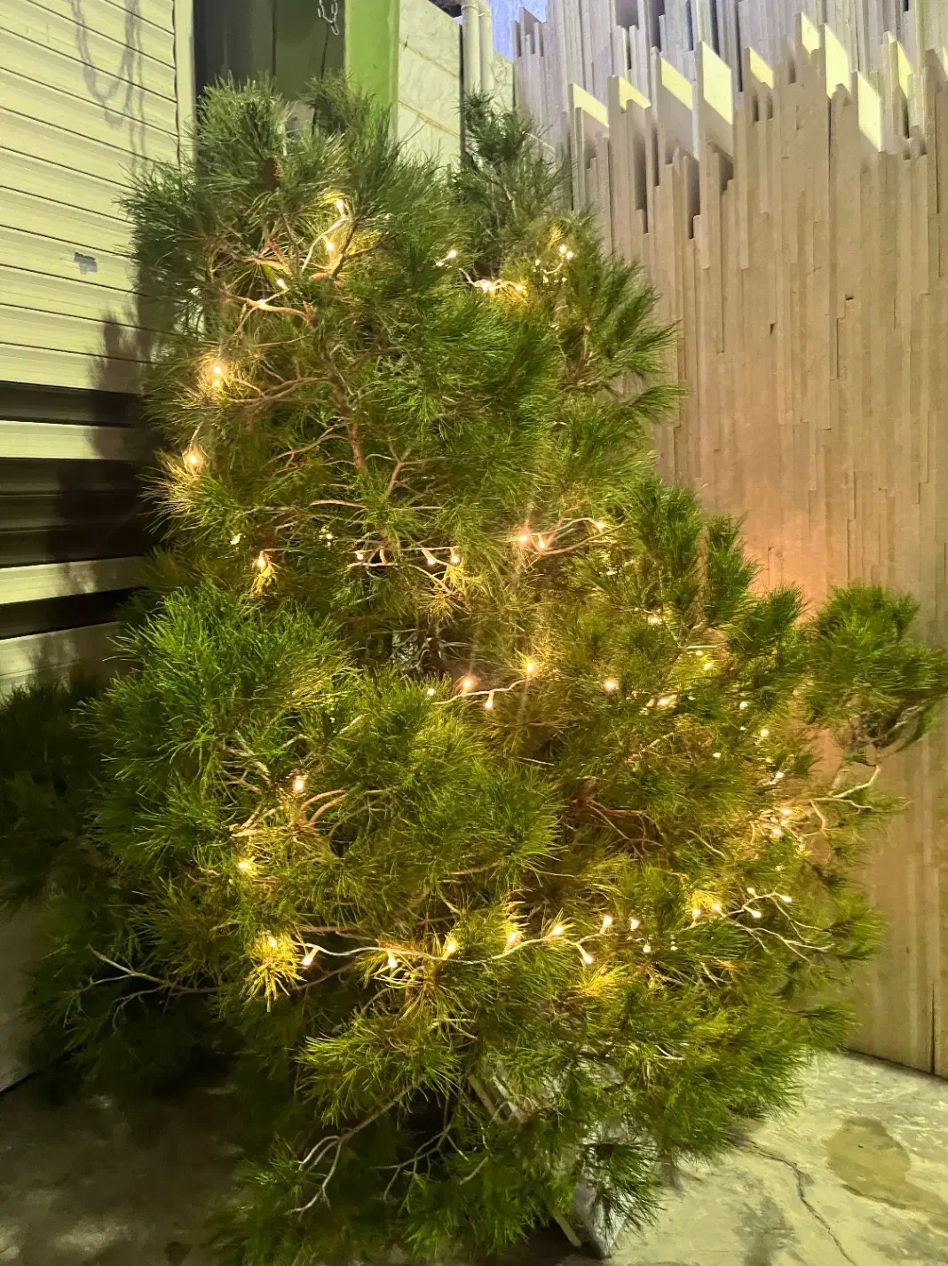 درخت کریسمس طبیعی ارتفاع ۳متر|گل و گیاه طبیعی|اصفهان, باغ زرشک|دیوار