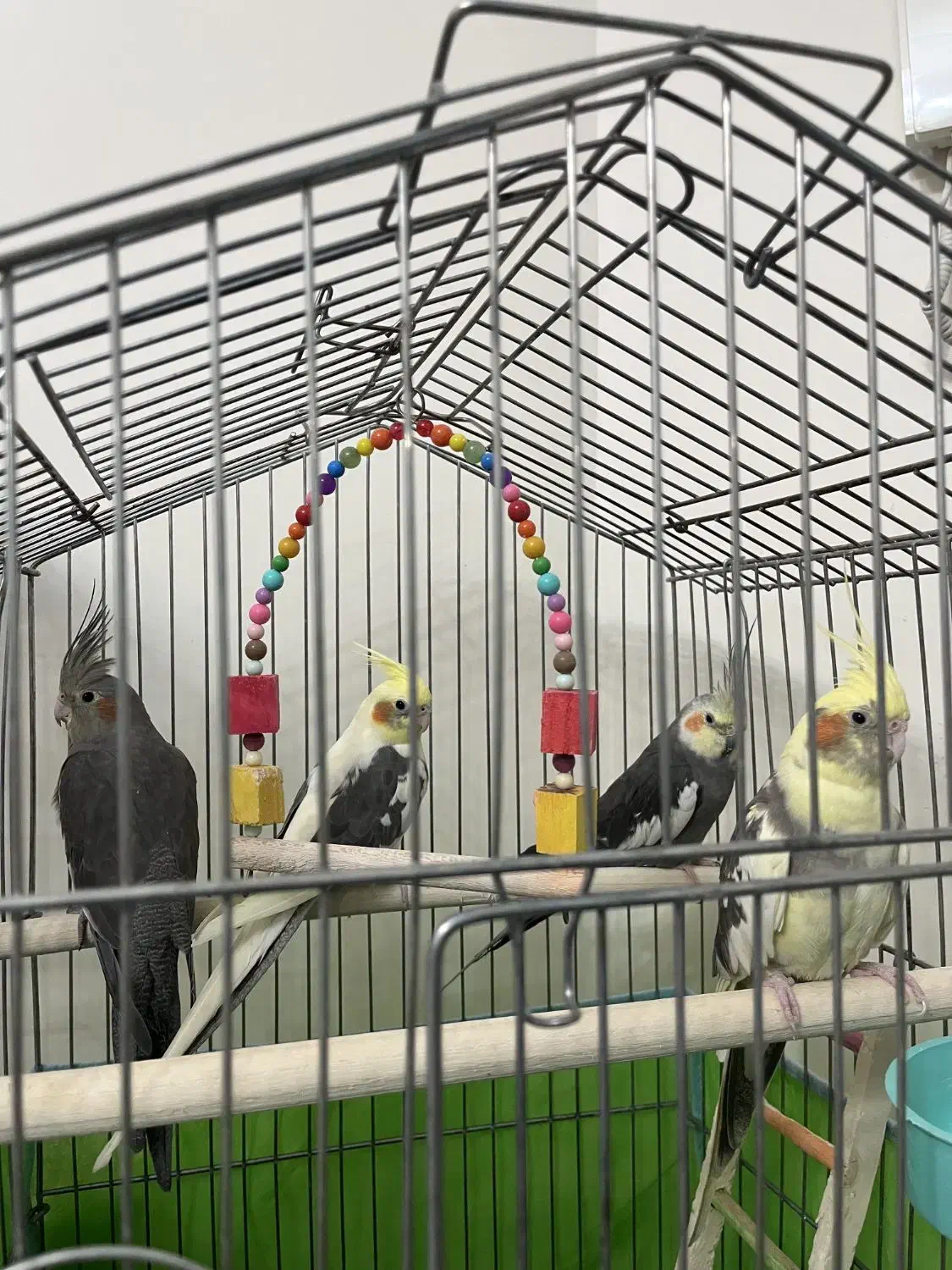 فروش عروس هلندی|پرنده|تهران, جیحون|دیوار