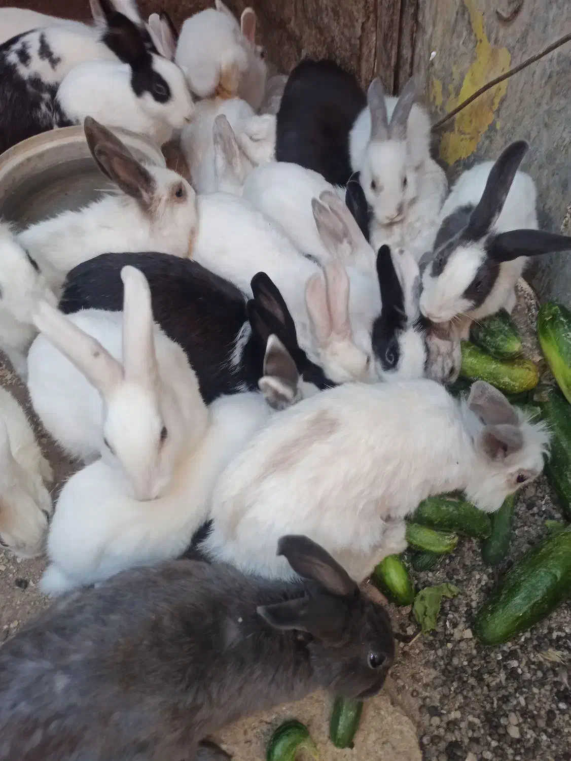 خرگوش|موش و خرگوش|عجب شیر, |دیوار