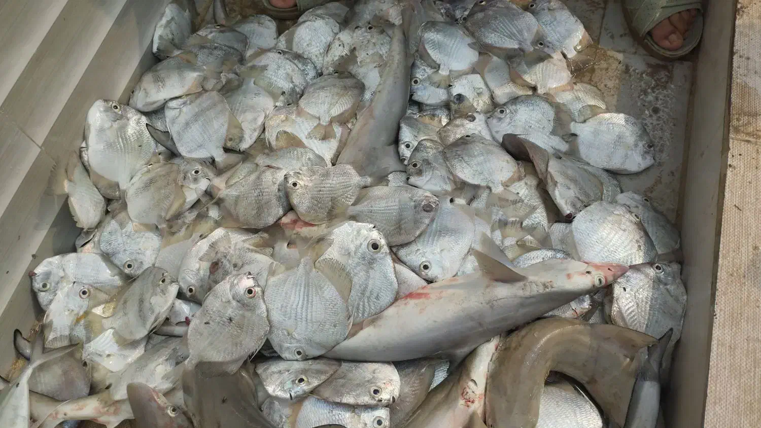 شنگو تازه|ماهی|قشم, |دیوار