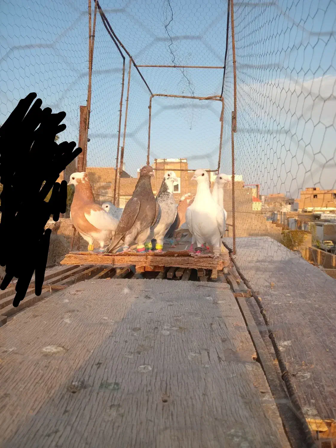 کفتررنگه|پرنده|باشتین, |دیوار