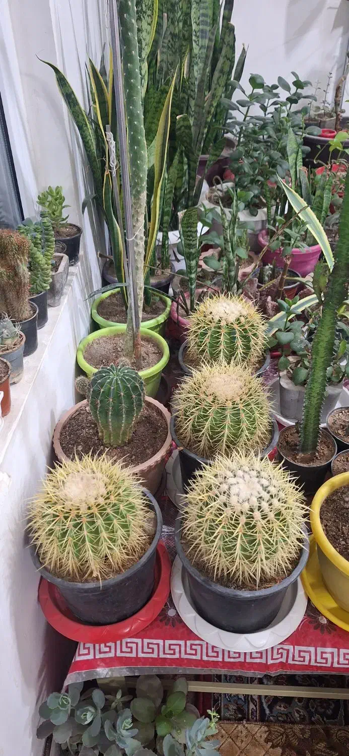 کاکتوس اچینو تیغ زرد سطل ۳|گل و گیاه طبیعی|باسمنج, |دیوار