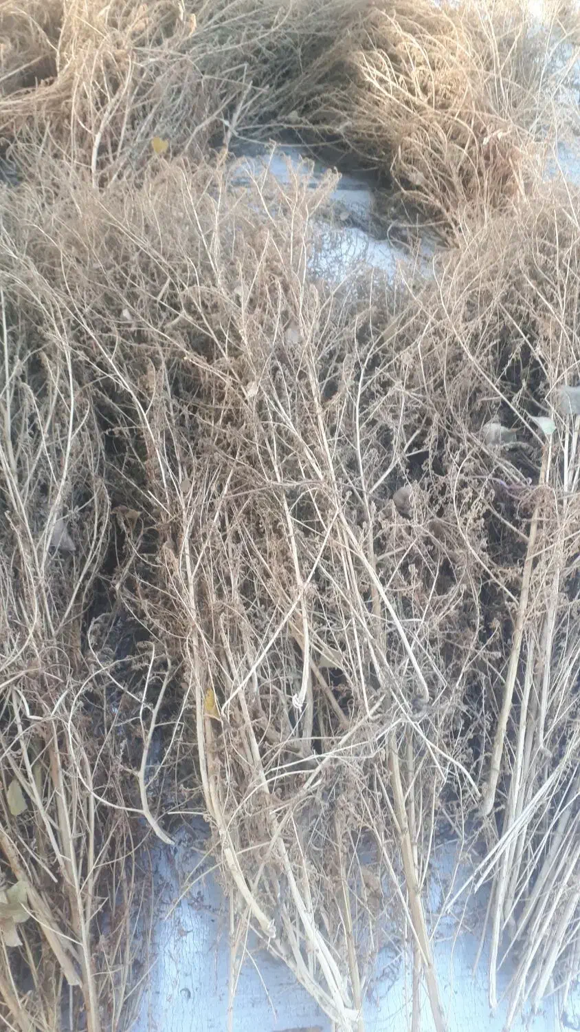 جارو|لوازم نظافت|خوی, |دیوار