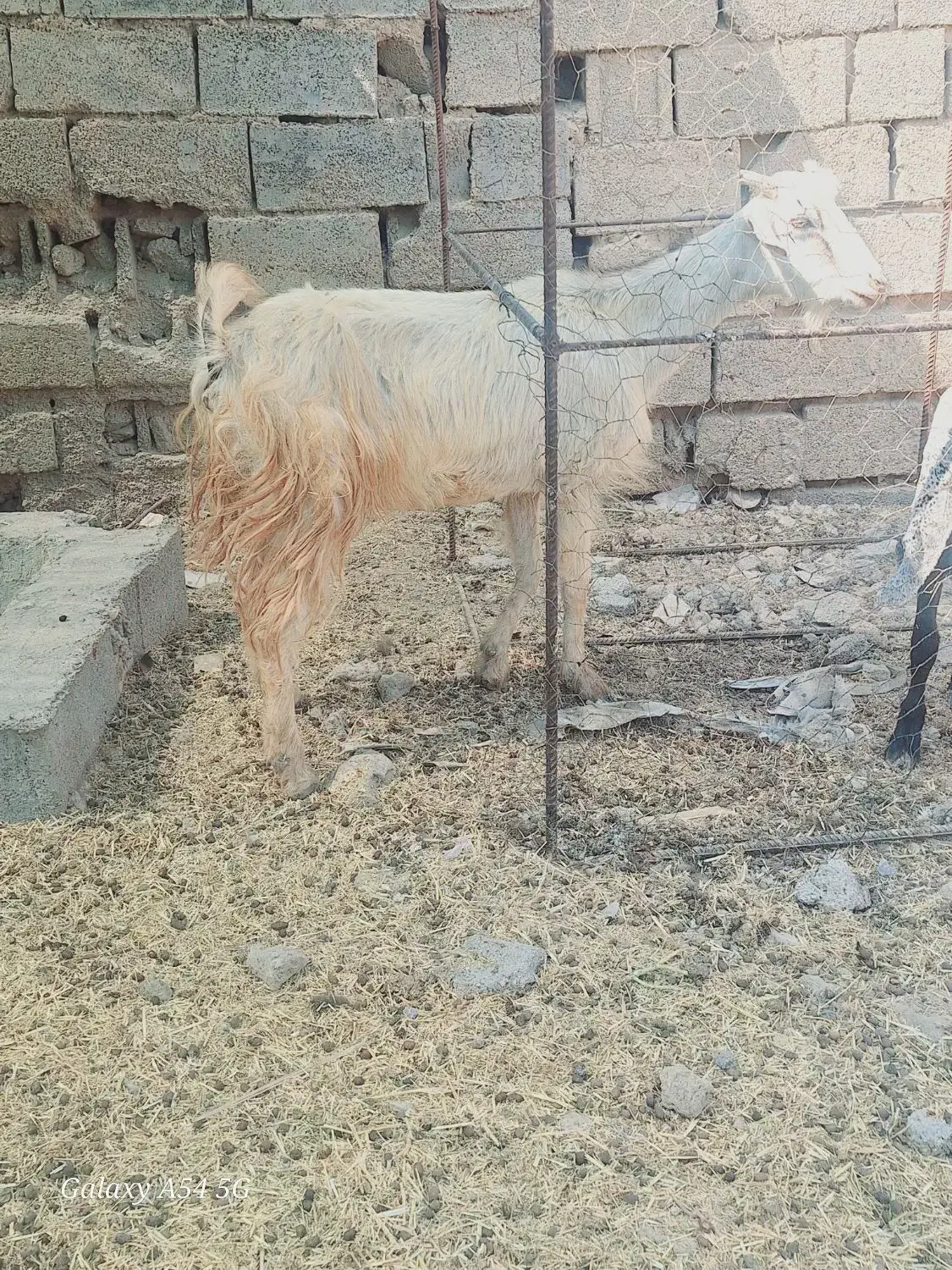 یک عدد بز حامله گوسفند بره|حیوانات مزرعه|بندر ماهشهر, |دیوار