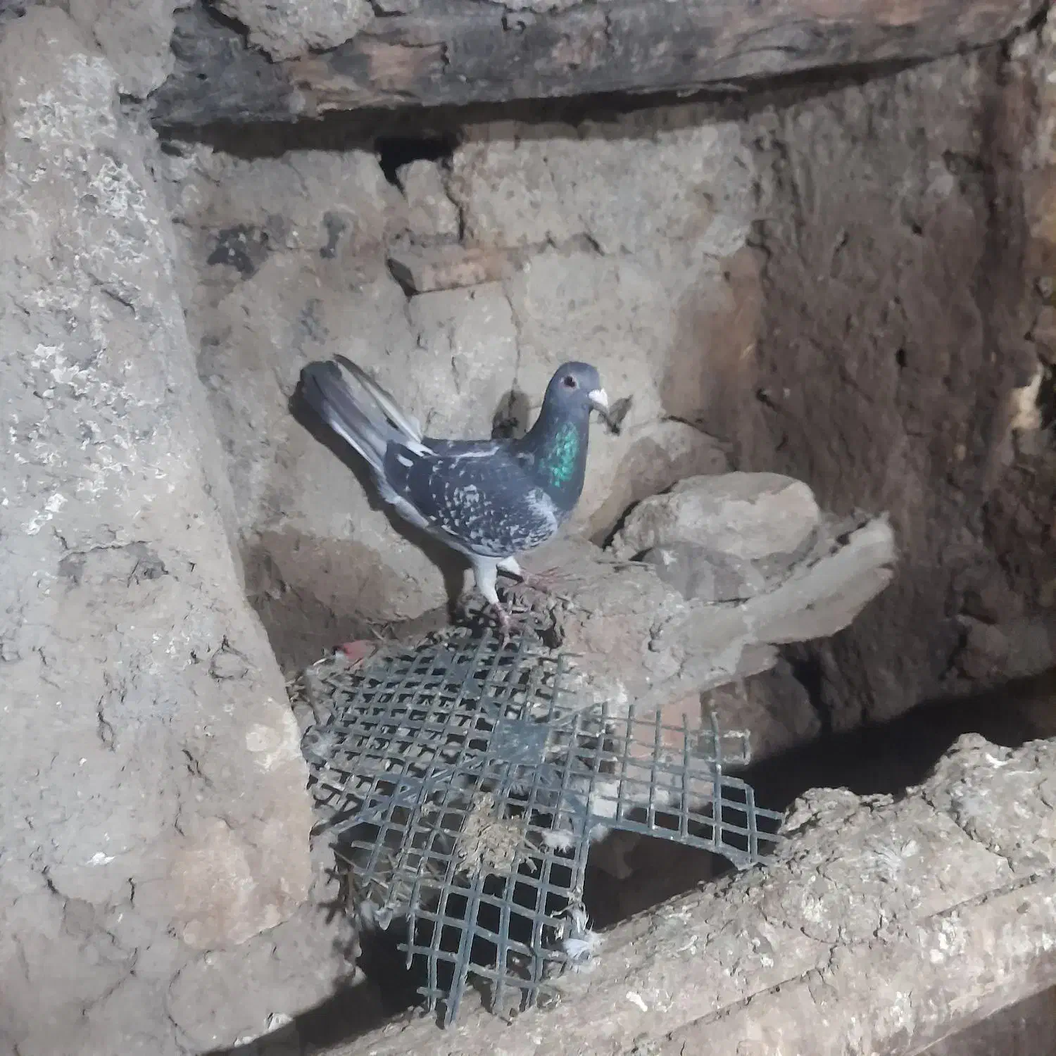 ۹تادوبر|پرنده|اردبیل, |دیوار