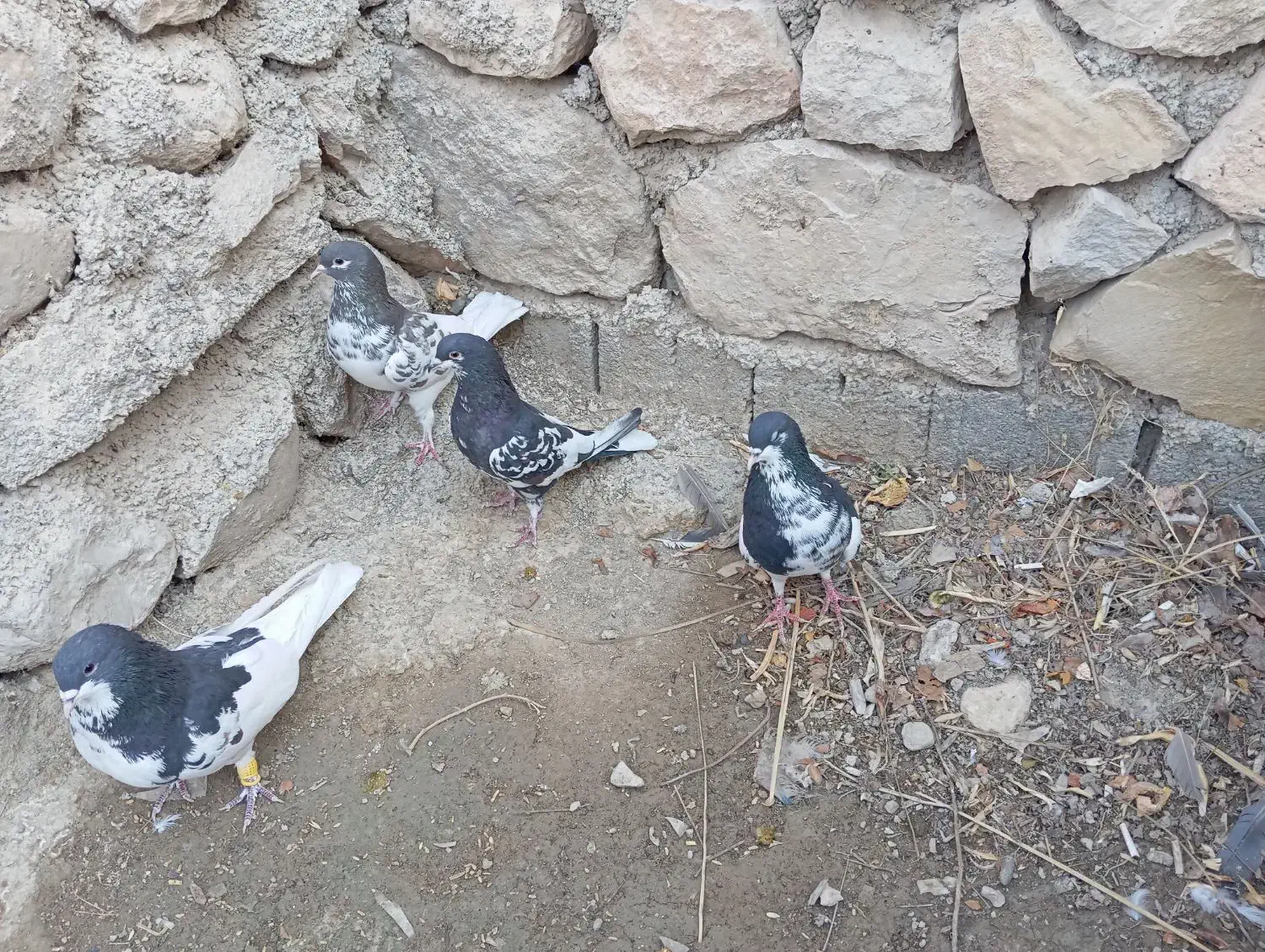 یال سیاه یال قهویی|پرنده|کازرون, |دیوار