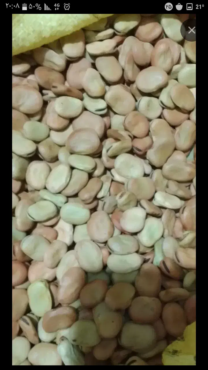 باقلا بذر برکت وهیستال درجه یک جهت کشت وخوراک|خدمات باغبانی و درختکاری|گرگان, |دیوار