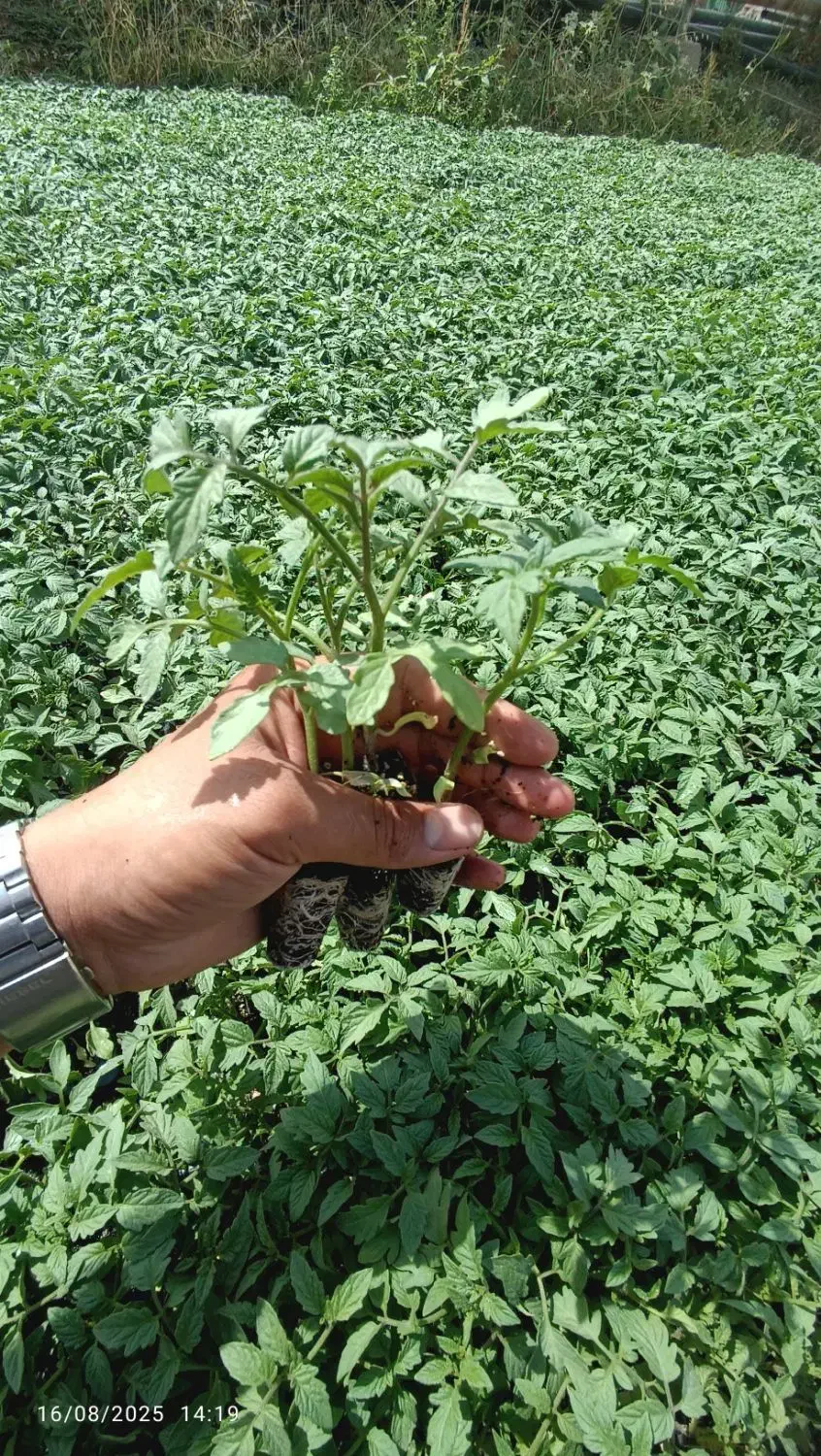 گلخانه رویش.تولیدکننده انواع نشا با کیفیت مناسب|خدمات باغبانی و درختکاری|هشتگرد, شهرک گلخانه|دیوار