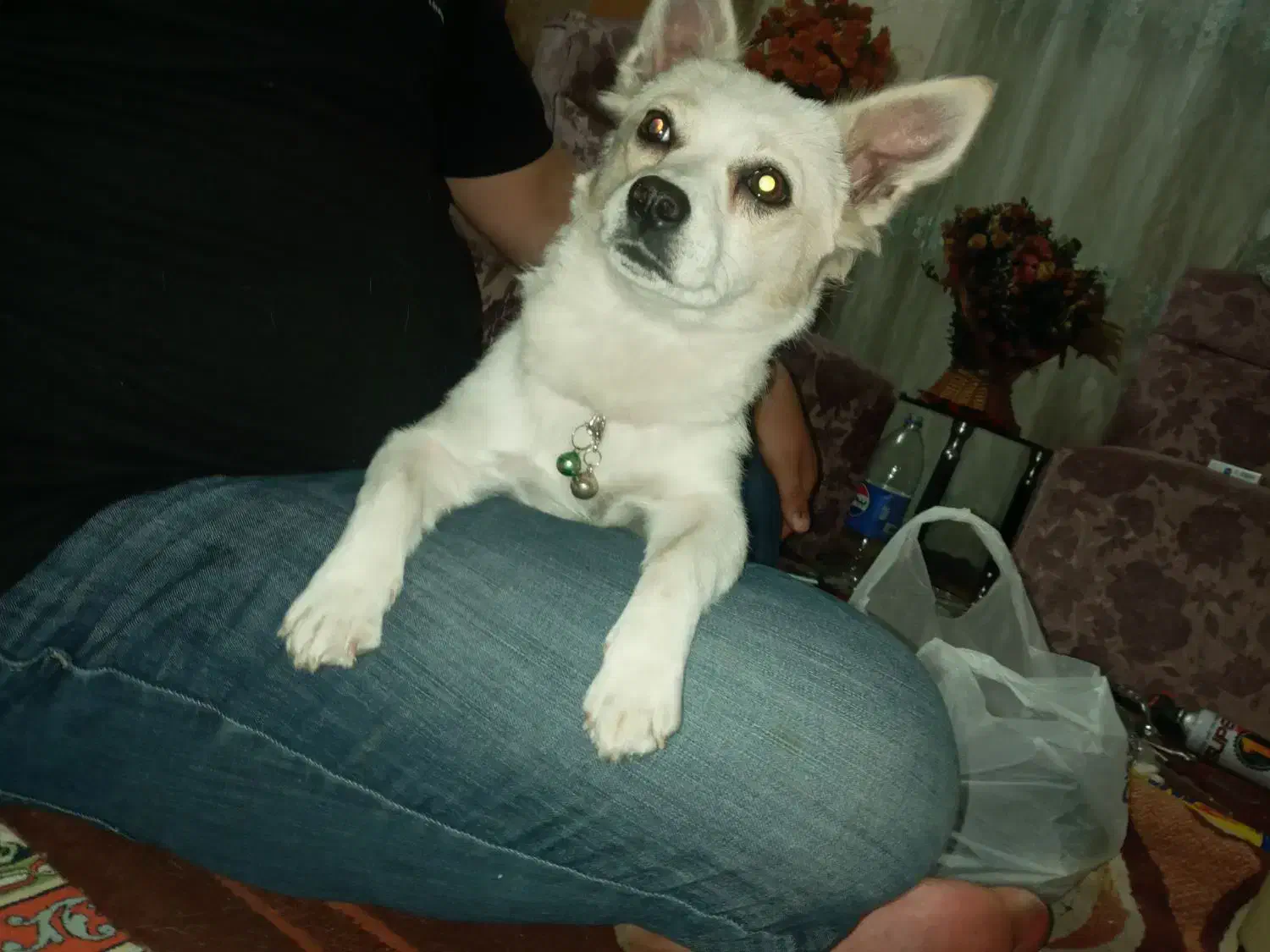 واگذاری سگ|سگ|فولادشهر, C4|دیوار