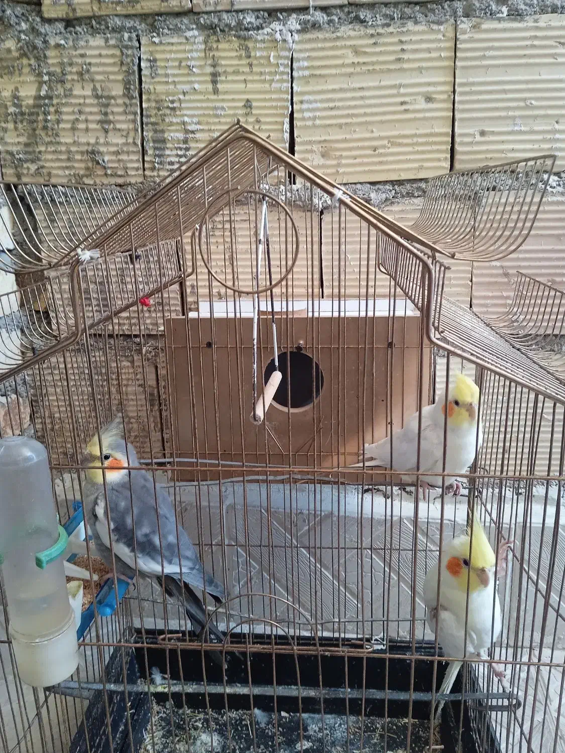 سه عروس هلندی|پرنده|ارومیه, |دیوار