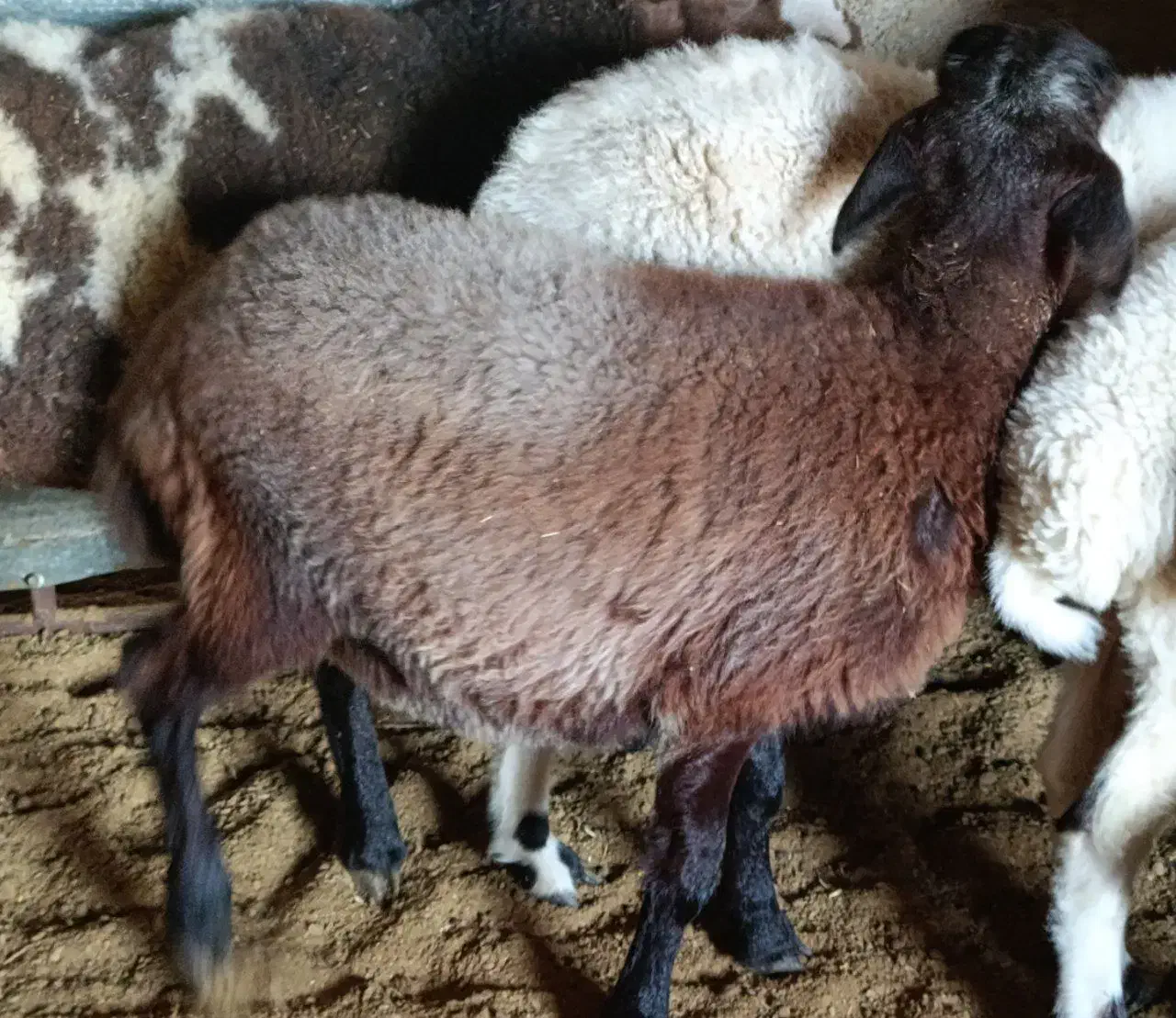 بز و بره سه عدد|حیوانات مزرعه|اسفیچ, |دیوار