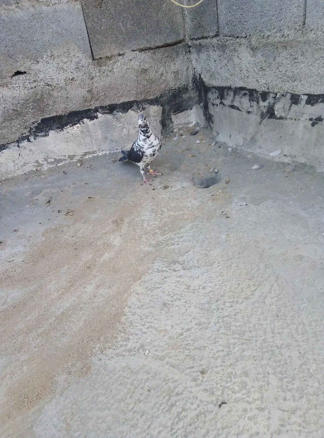 کبوتر|پرنده|کوار, |دیوار