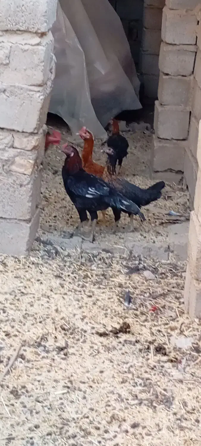 مرغ محلی|حیوانات مزرعه|خاش, |دیوار