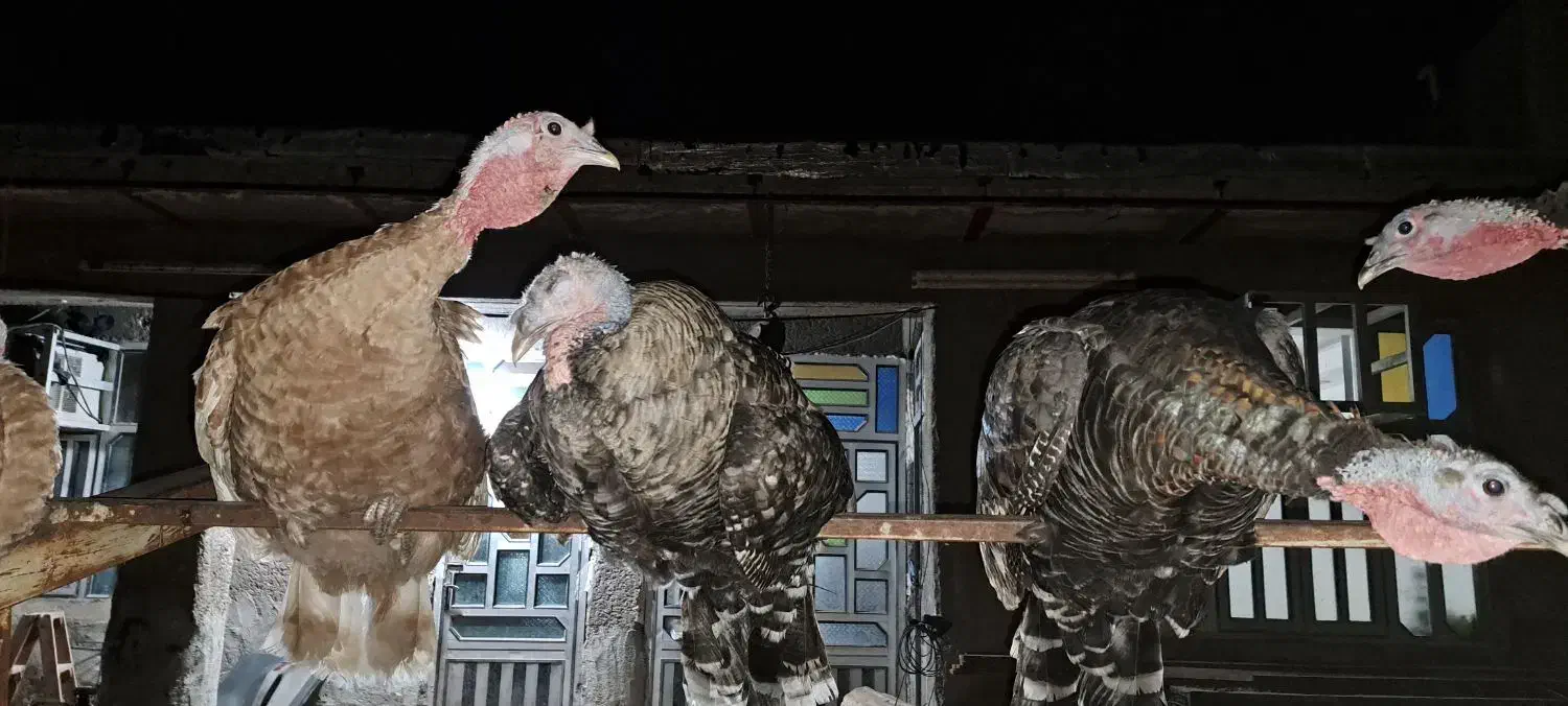 بوقلمو گناوه|حیوانات مزرعه|بندر گناوه, |دیوار