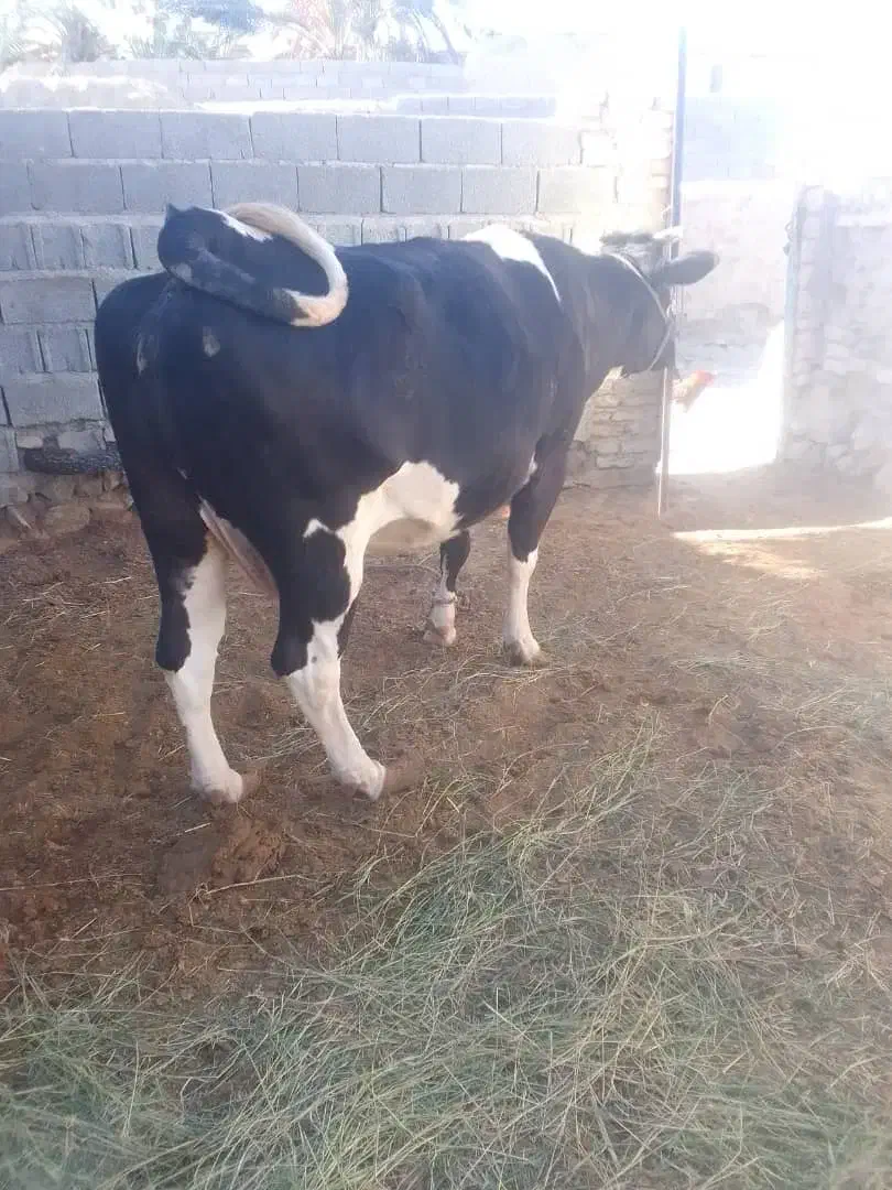 گاو|حیوانات مزرعه|هیدوچ, |دیوار