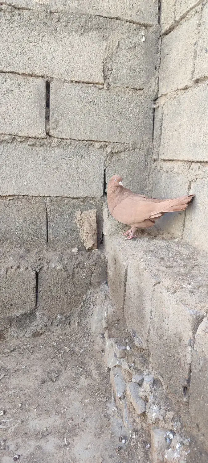 زرد|پرنده|میاندوآب, |دیوار