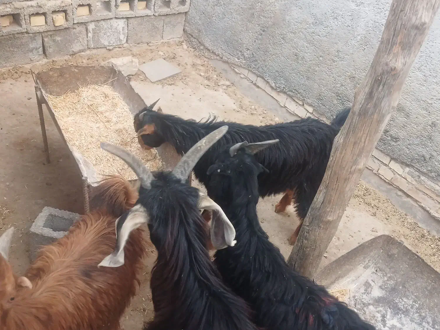 کهره نر و ماده|حیوانات مزرعه|بندر گناوه, |دیوار