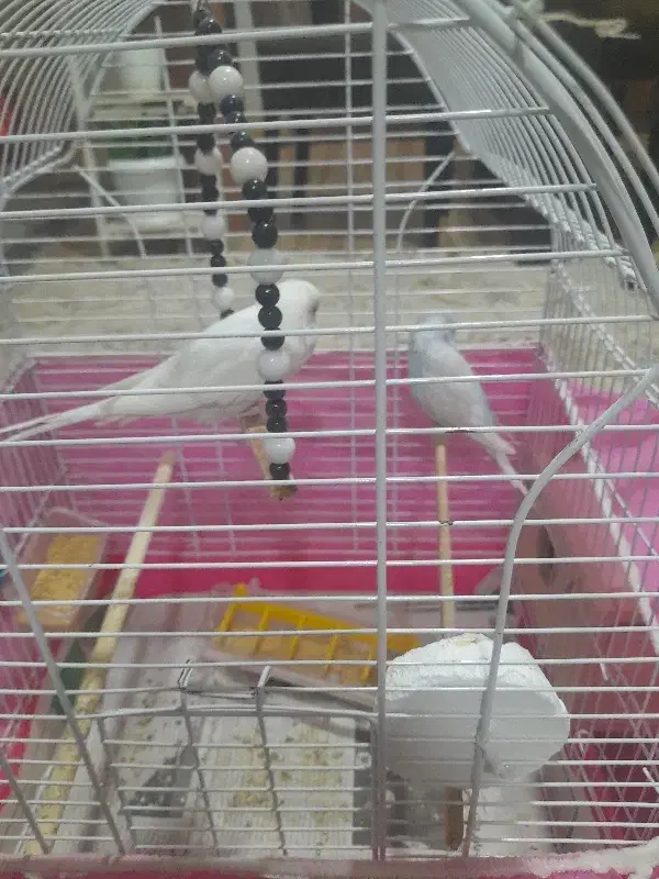 مرغ عشق|پرنده|رشت, یخسازی|دیوار