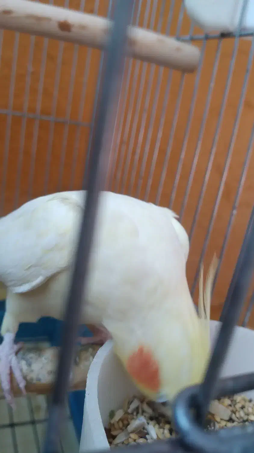 عروس هلندی|پرنده|پاکدشت, پاکدشت (مامازند)|دیوار