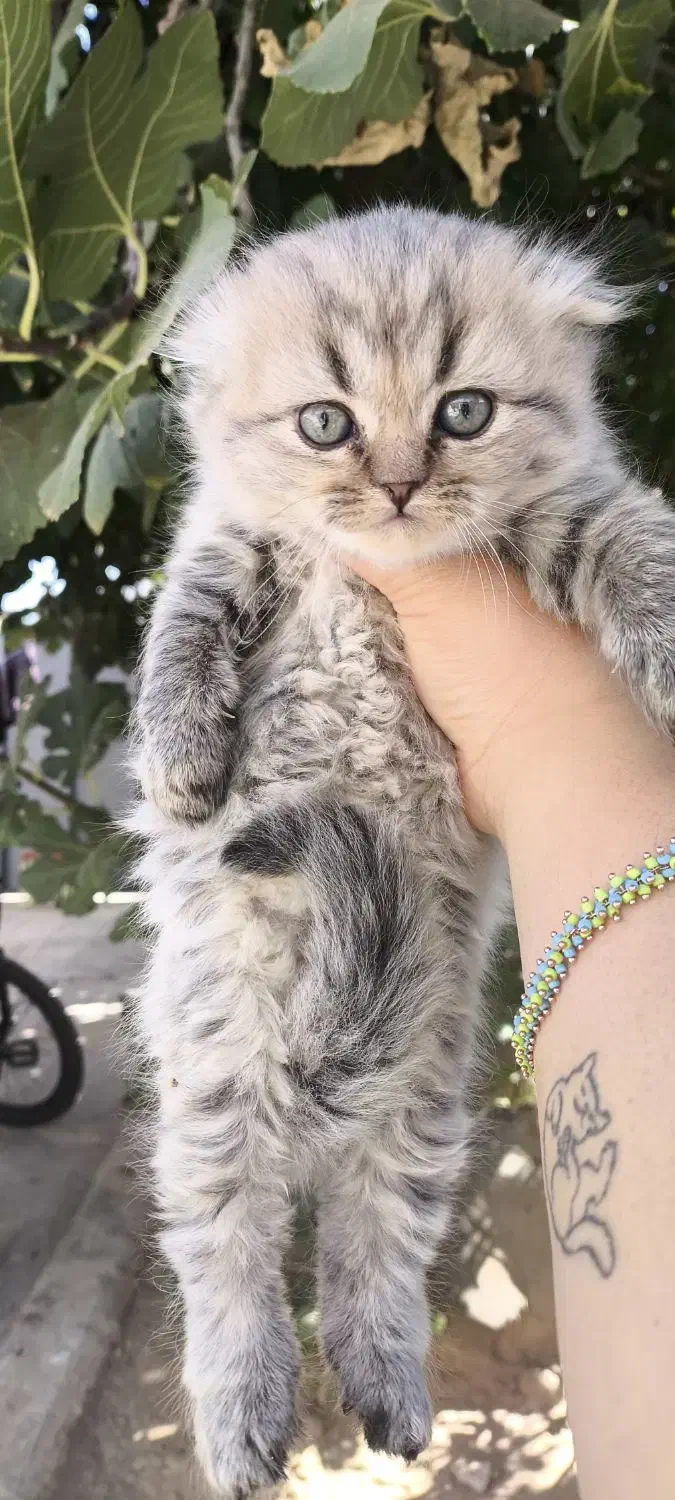 توله گربه نژاددار|گربه|شیراز, تندگویان|دیوار