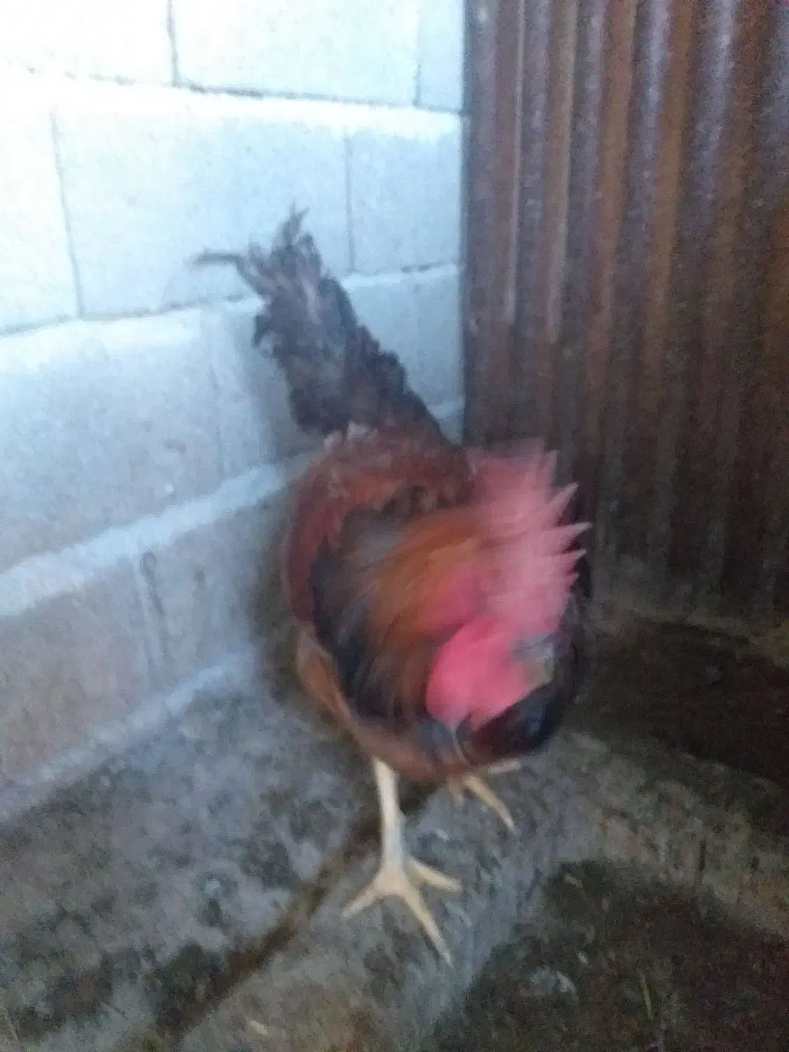 خروس|حیوانات مزرعه|نسیم‌شهر, |دیوار