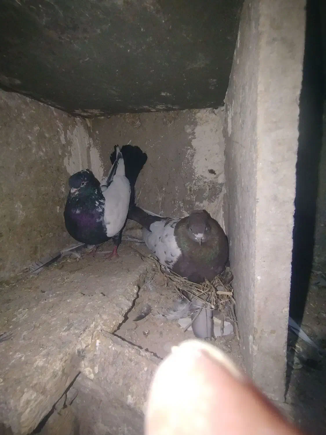 کفتر طوقی سینیی|پرنده|شاهین دژ, |دیوار