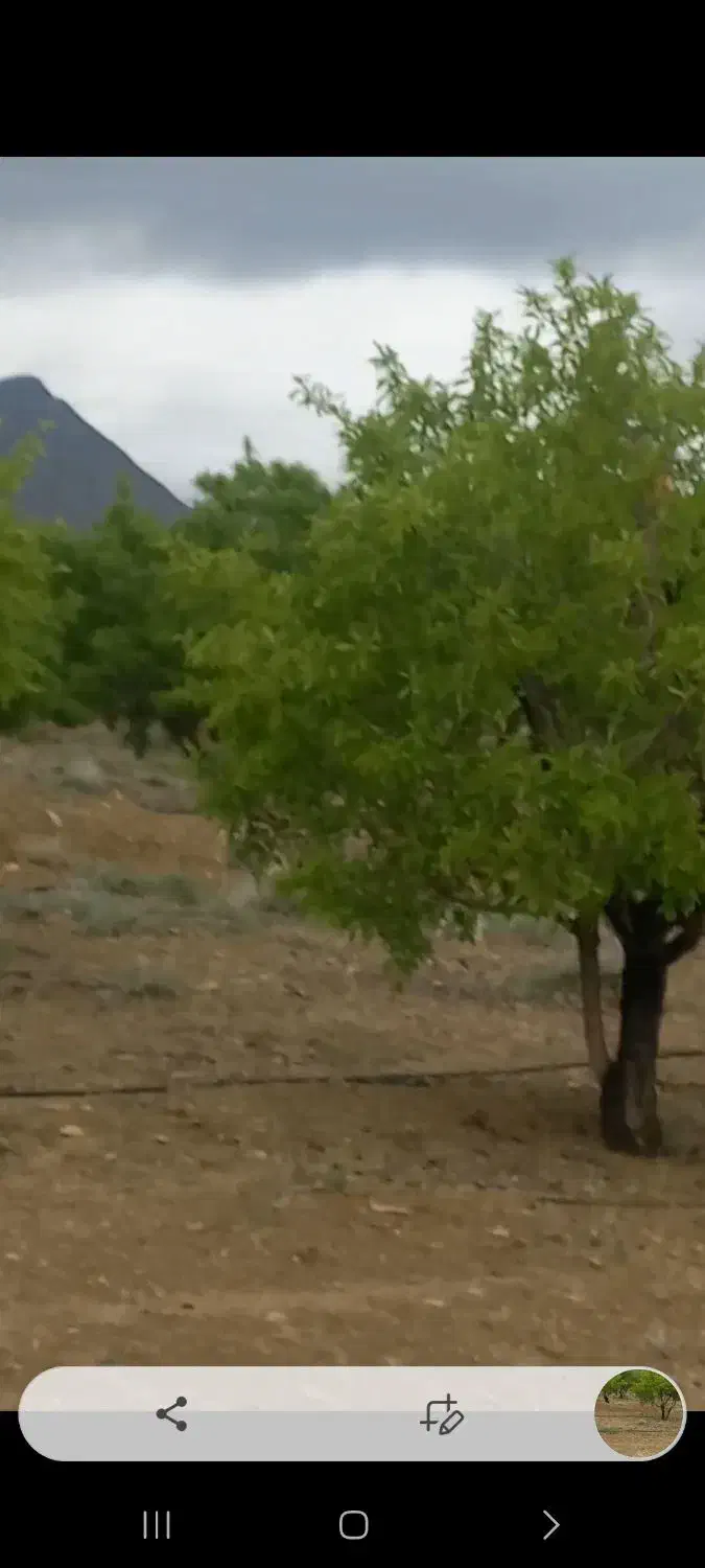 مزرعه بادام کشاورزی پرورش ماهی|فروش دفتر صنعتی، کشاورزی، تجاری|خوانسار, |دیوار