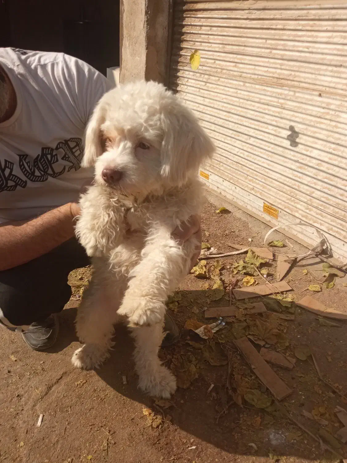 سگ بیشون فریزر|سگ|چهاردانگه (تهران), |دیوار