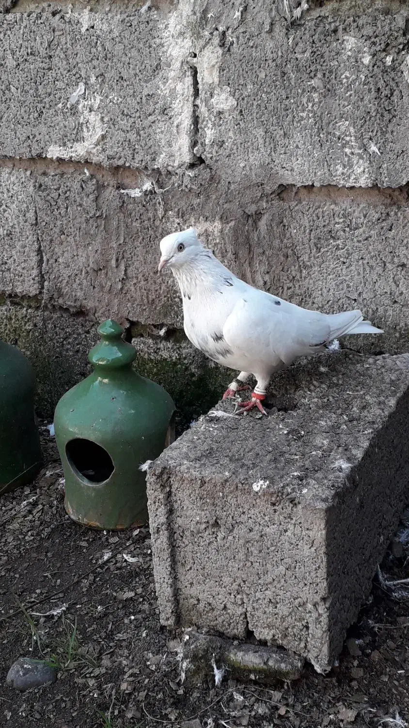 کبوتر|پرنده|آستانه اشرفیه, |دیوار