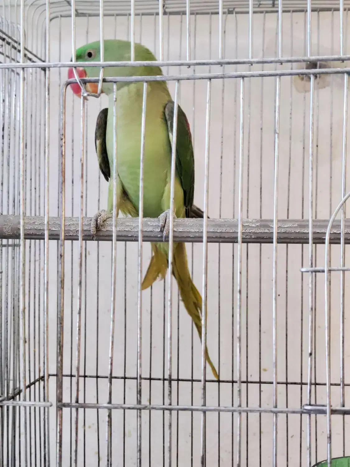 شاه طوطی ماده کینگ سایز(اسکندر)|پرنده|قم, نخودی|دیوار