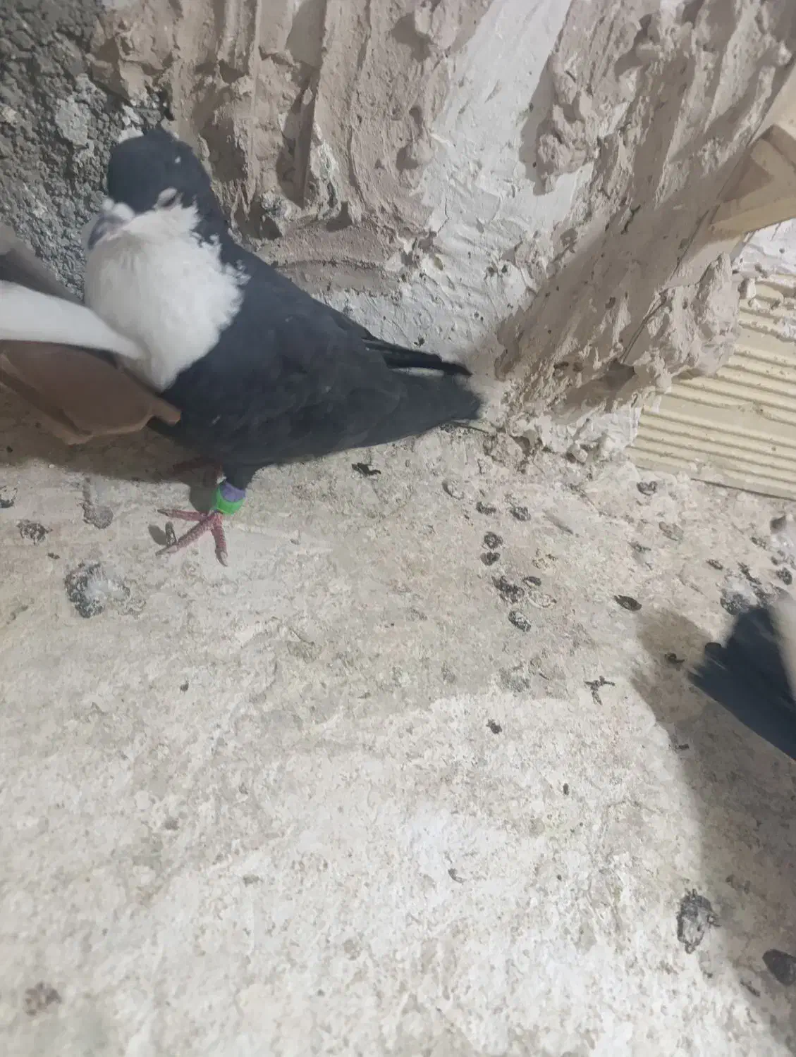 کبوتر شهرستانی|پرنده|بومهن, |دیوار