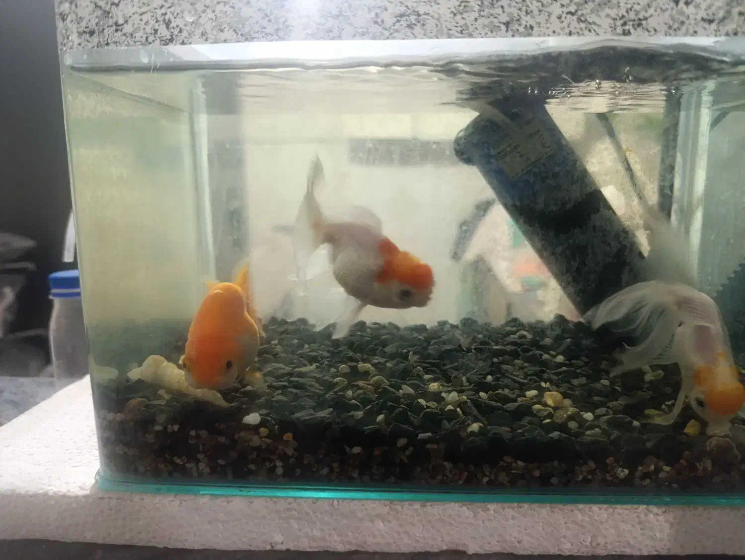 ماهی گلد فیش به همراه آکواریوم|ماهی|قم, نیروگاه|دیوار