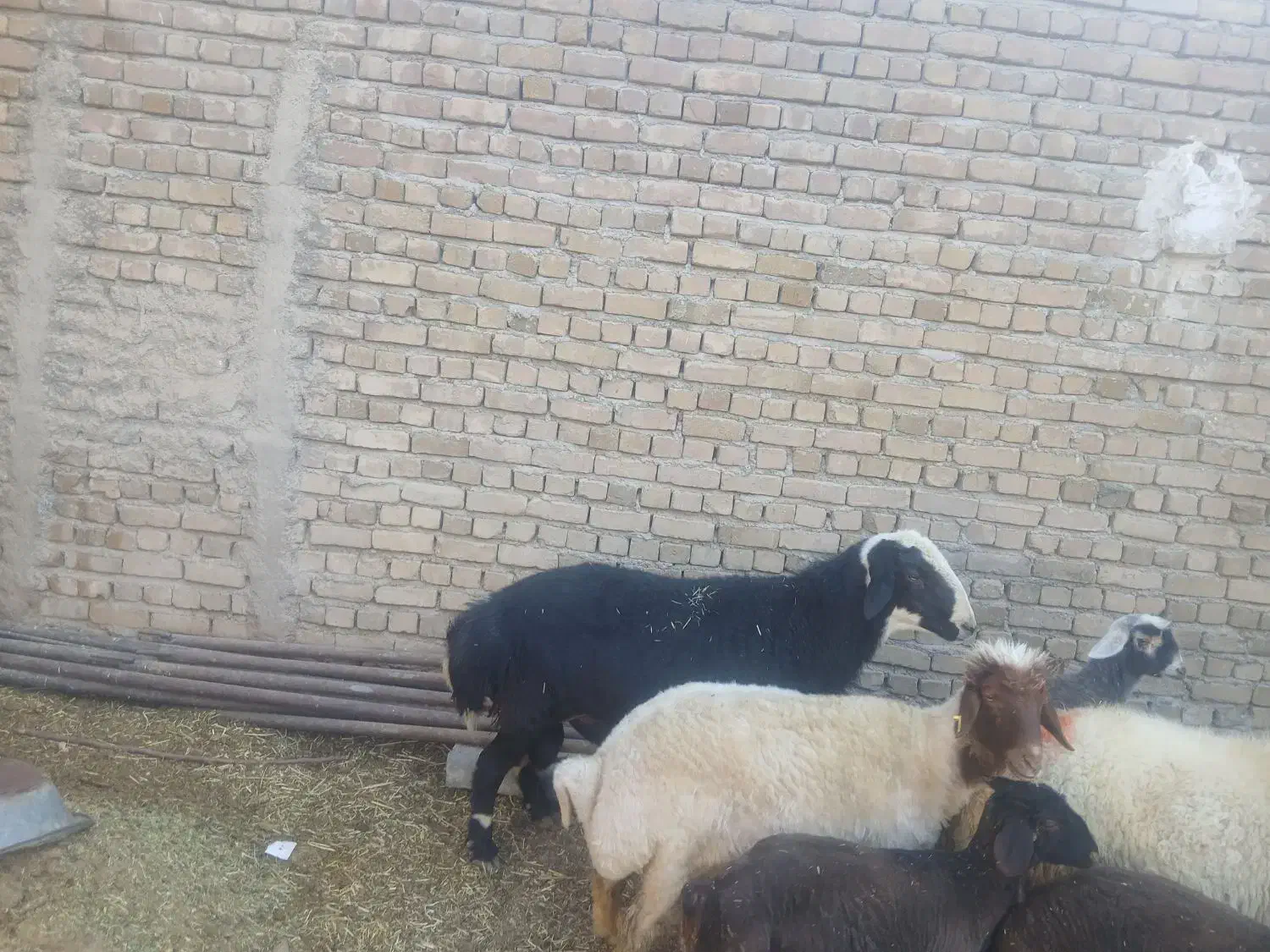 قوچ|حیوانات مزرعه|زاغه, |دیوار