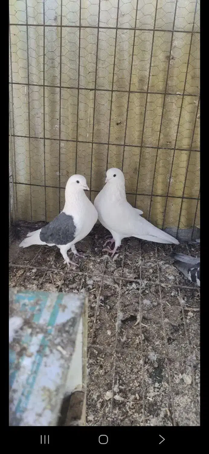 کفتر روکتی و سفید|پرنده|خمینی‌شهر, |دیوار