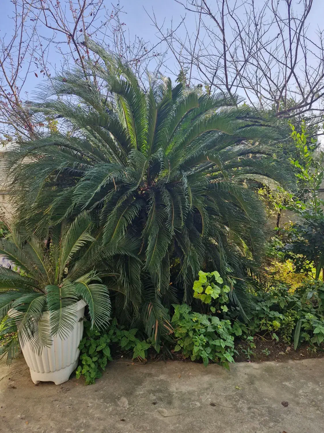 فروش سیکاس|گل و گیاه طبیعی|چالوس, |دیوار