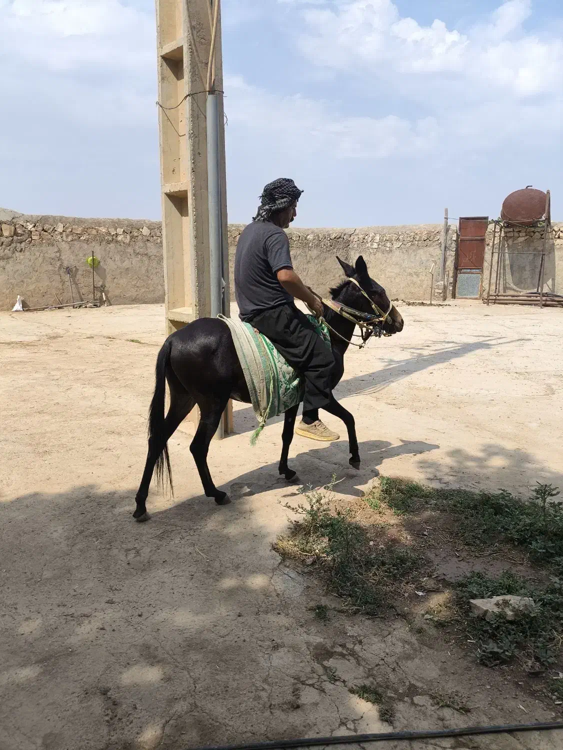 قاطر 3 سال|حیوانات مزرعه|کوهدشت, |دیوار