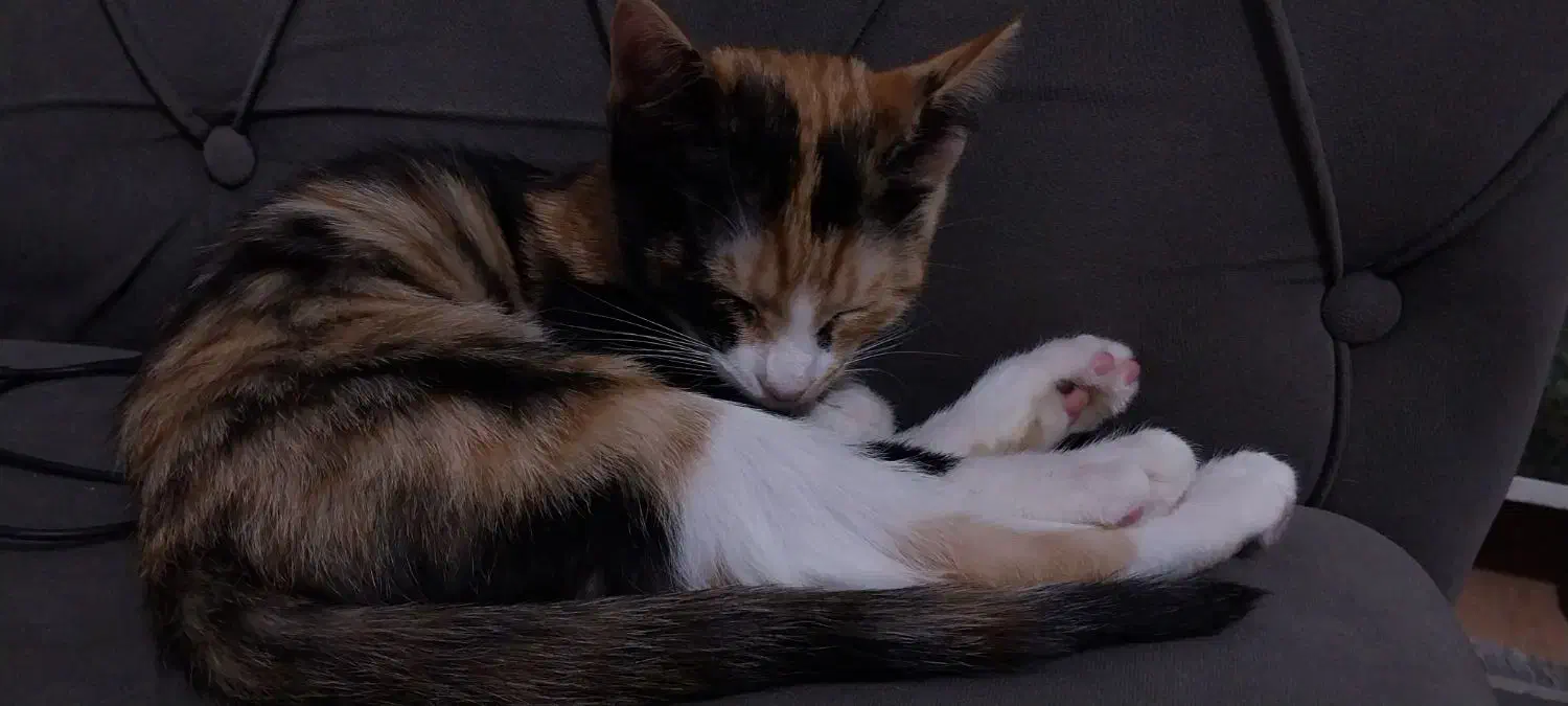 بچه گربه|گربه|پرند, فاز ۵|دیوار