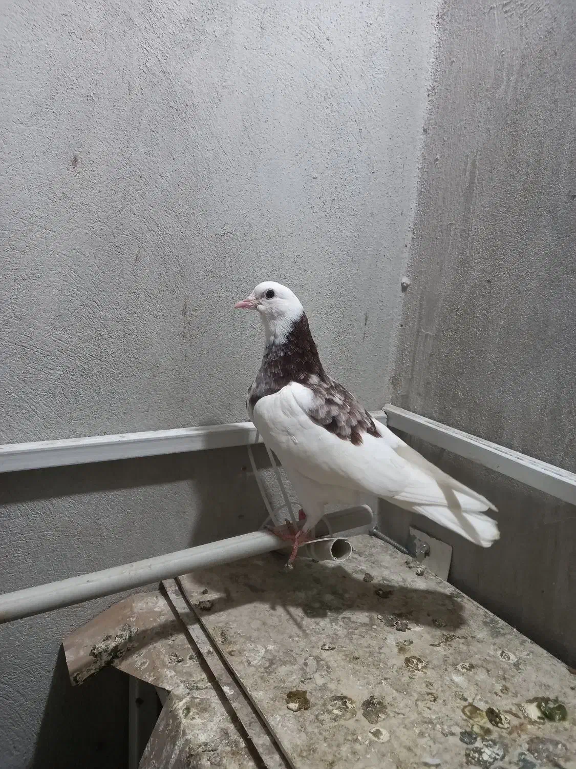 کبوتر|پرنده|گرگان, |دیوار