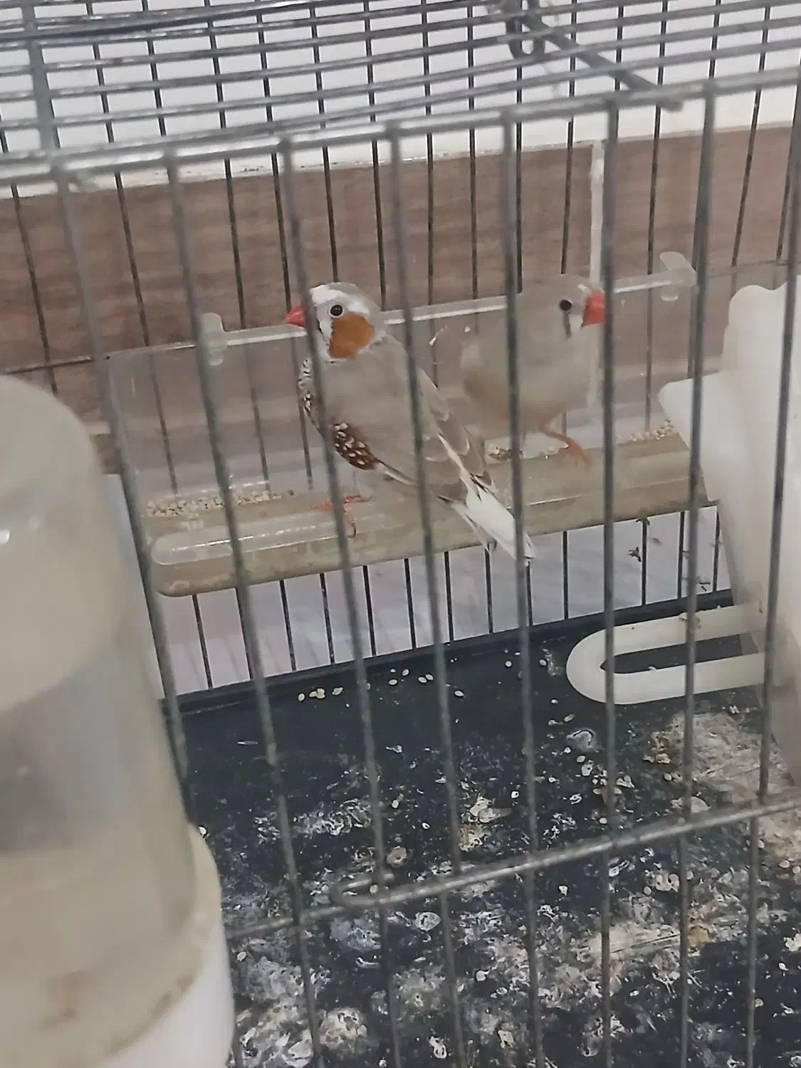 فنچ|پرنده|کوهدشت, |دیوار