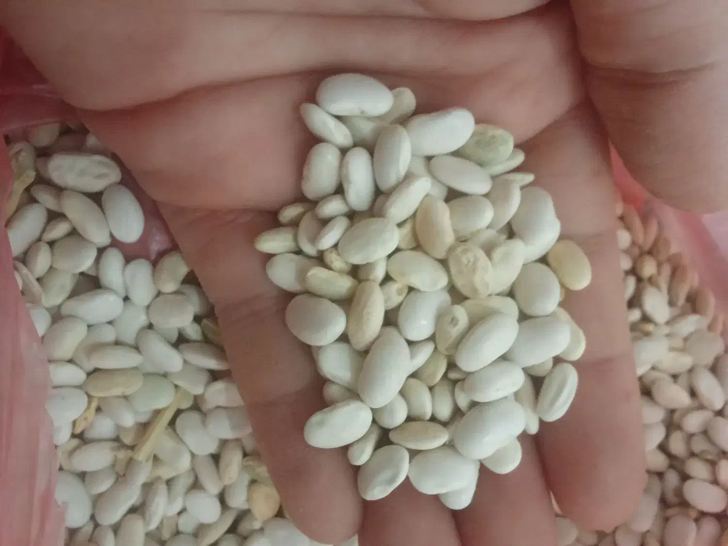 لوبیا سفید یک تن|عمدهفروشی|الیگودرز, |دیوار