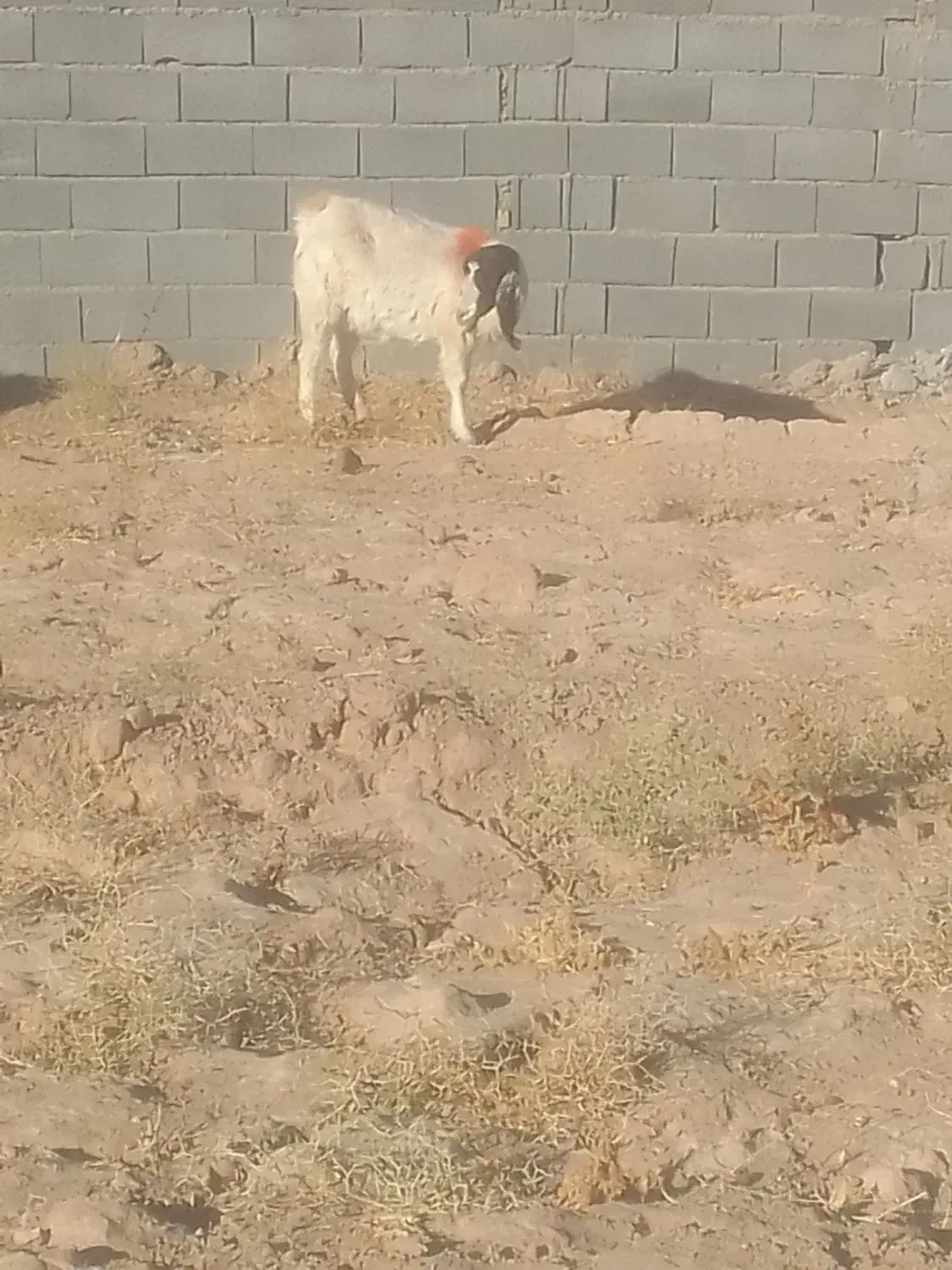 دوعدد بز جوان|حیوانات مزرعه|تایباد, |دیوار