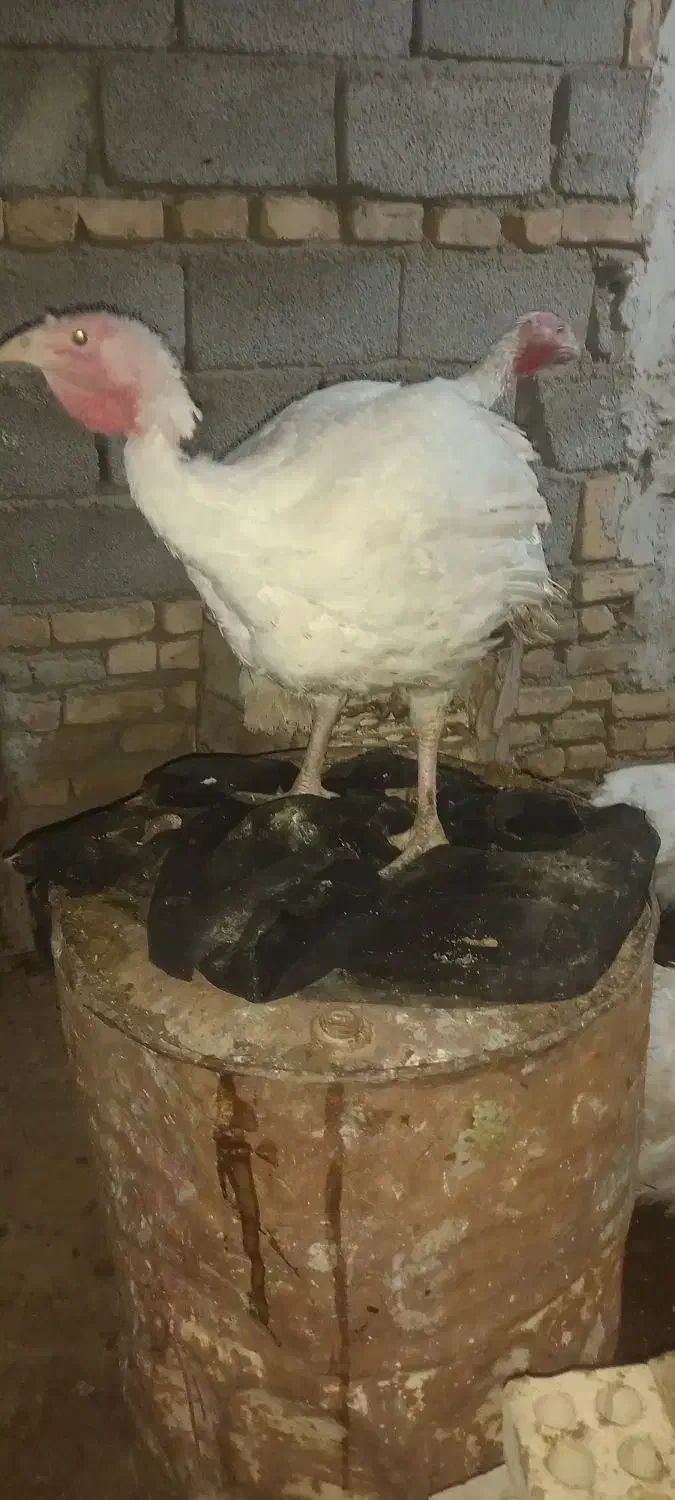 بوقلمون گوشتی|حیوانات مزرعه|انبارآلوم, |دیوار