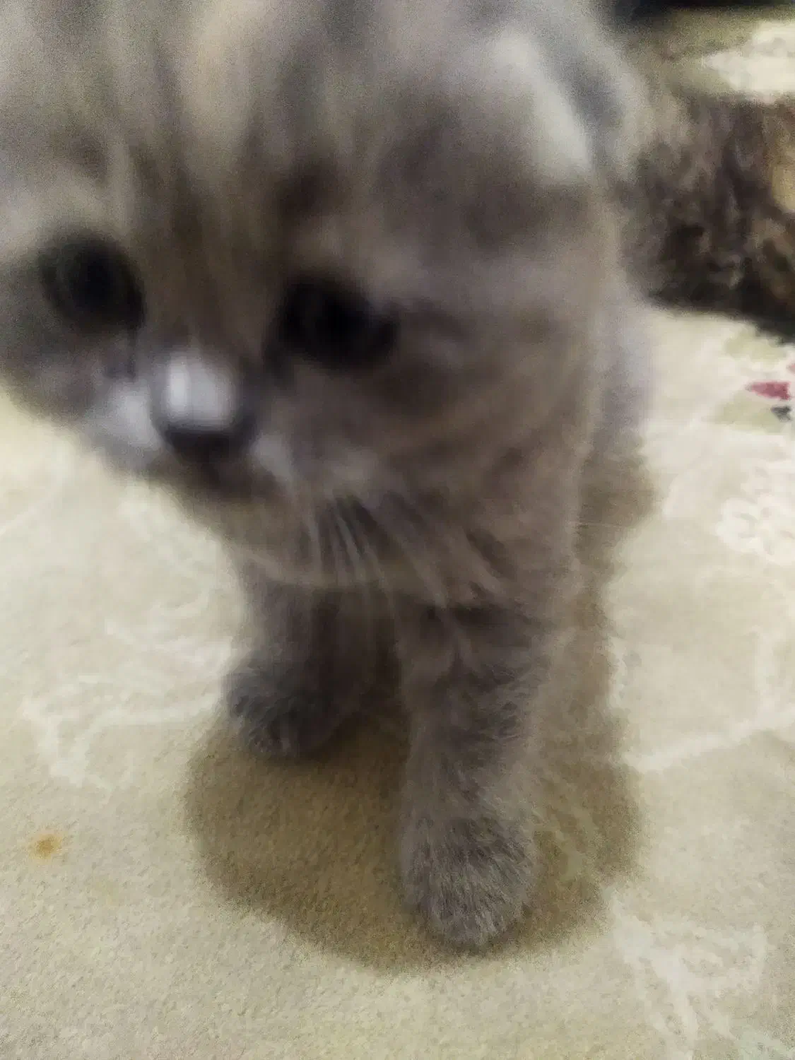 توله پرشین|گربه|گنبد کاووس, |دیوار